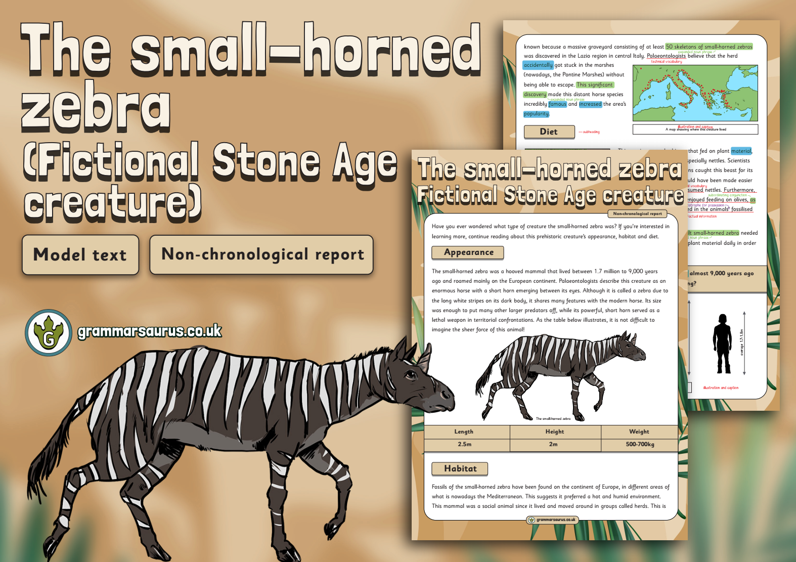 Year Model Text Non Chronological Report The Small Horned Zebra