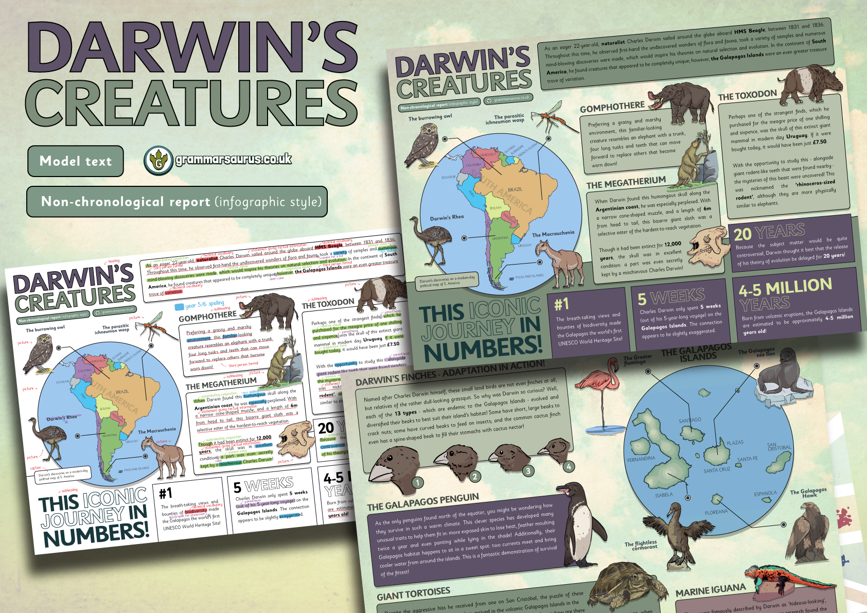 Year 6 Model Text Non Chronological Report Infographic Style