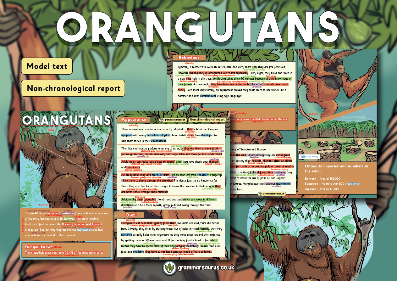 Year Model Text Non Chronological Report Orangutans Grammarsaurus