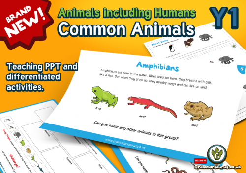 Year 1 Science - Animals Including Humans - Common Animals - Lesson 1 ...