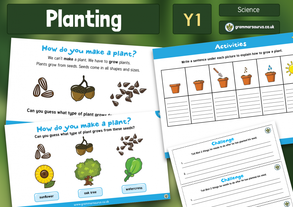 Year 1 Science - Plants - Planting Investigation - Lesson 3 - Grammarsaurus