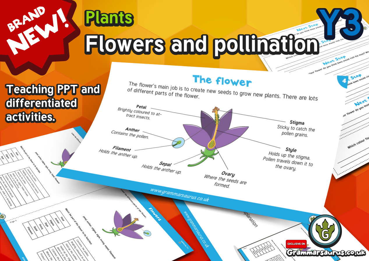 Year 3 Science Plants Flowers And Pollination Lesson 5 Grammarsaurus 4114