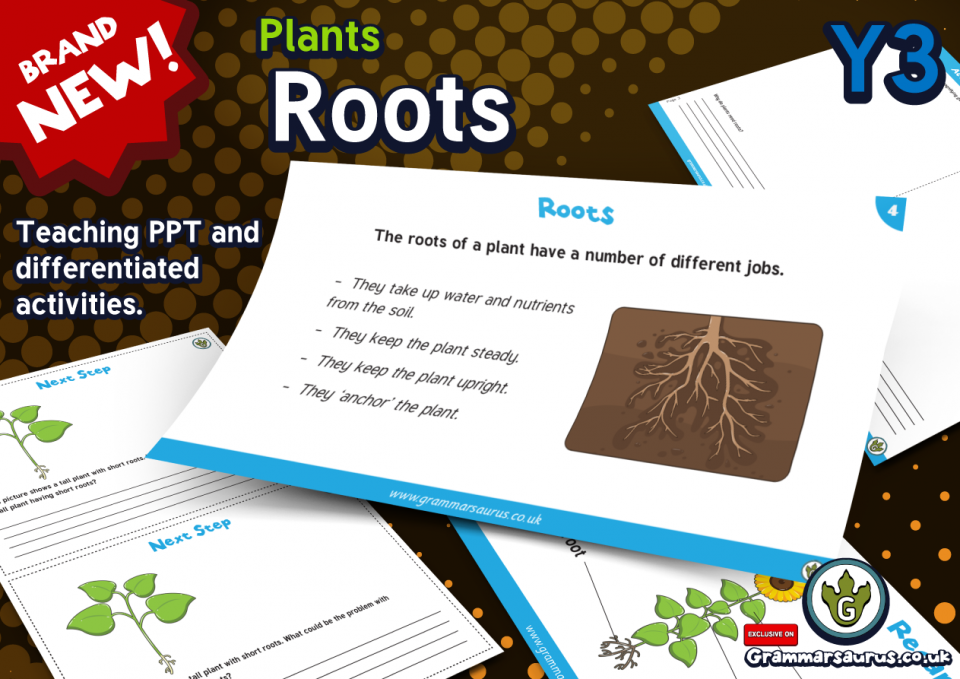 Year 3 Science Plants Roots Lesson 3 Grammarsaurus 9900