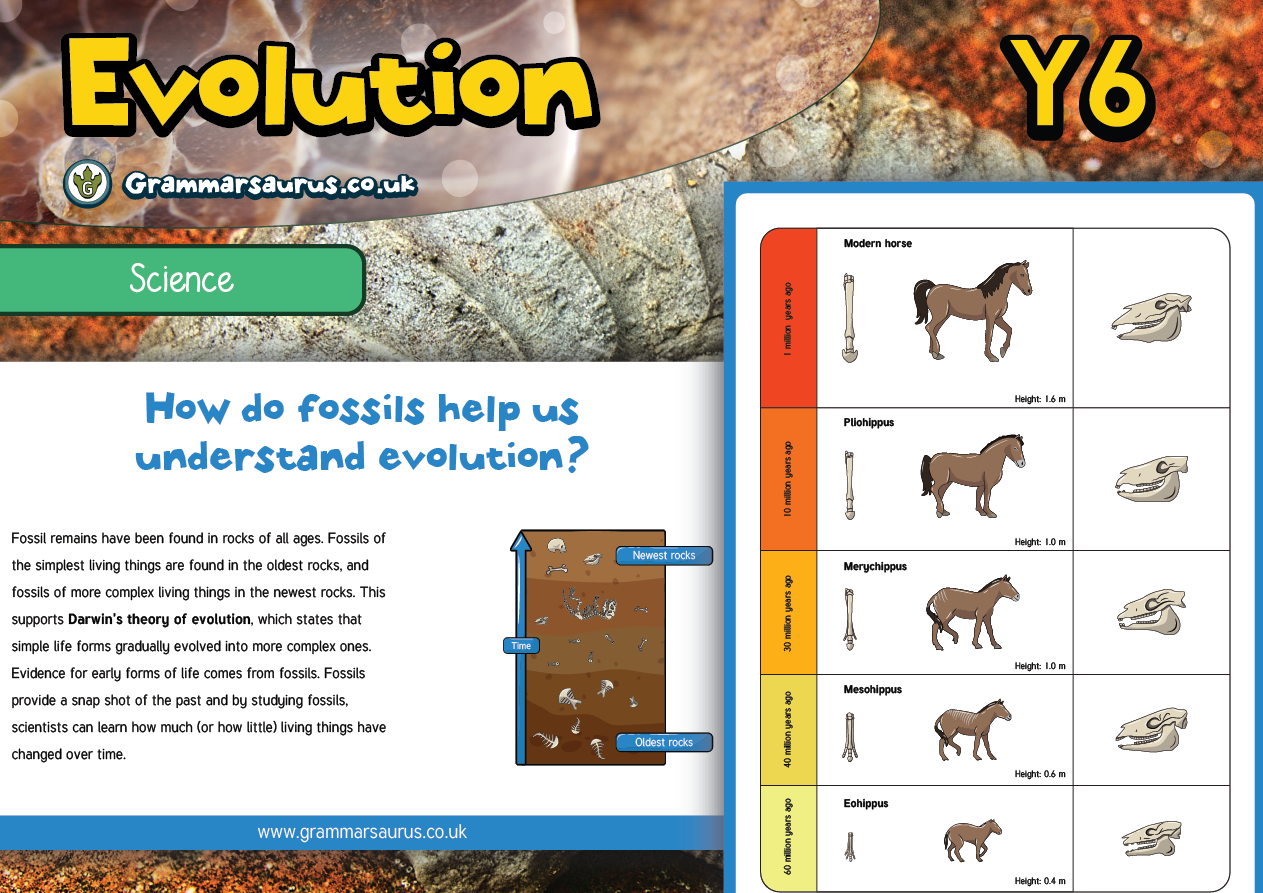 Year 6 Science Evolution How fossils help us understand Evolution