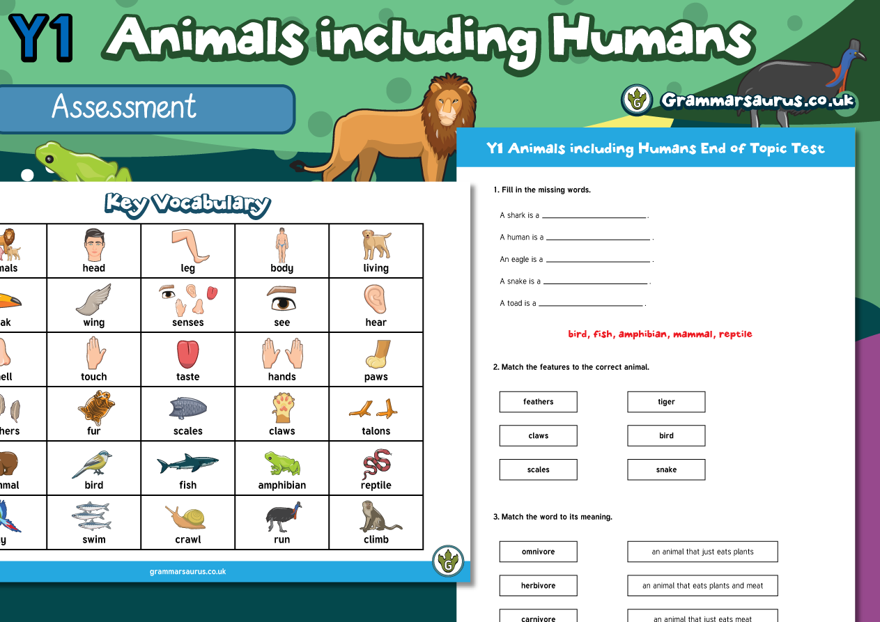 Year 1 Science - Animals including Humans - Assessment Pack - Grammarsaurus