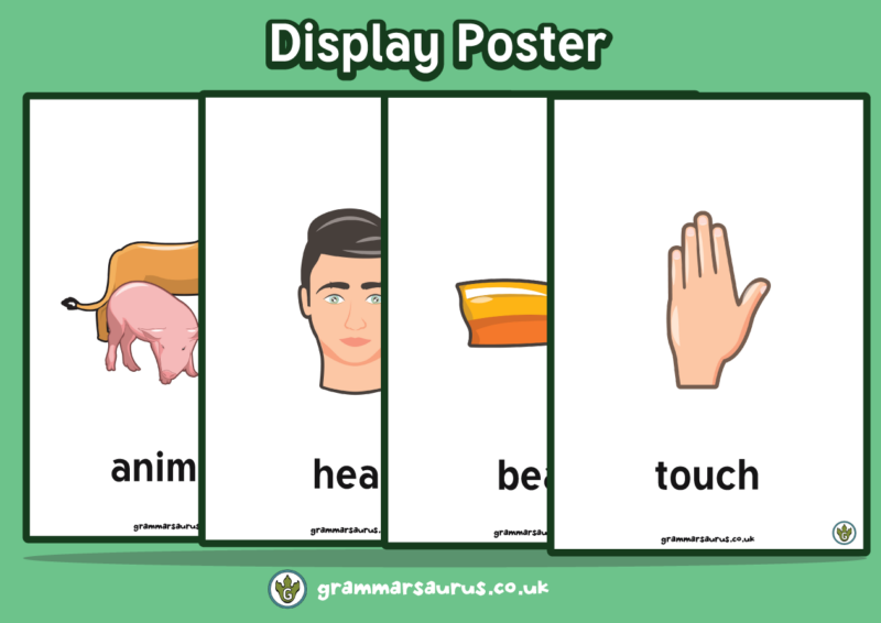 Science - Animals including Humans - Poster - Grammarsaurus