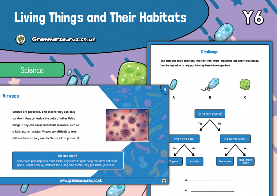 Classifying living things year 6 image