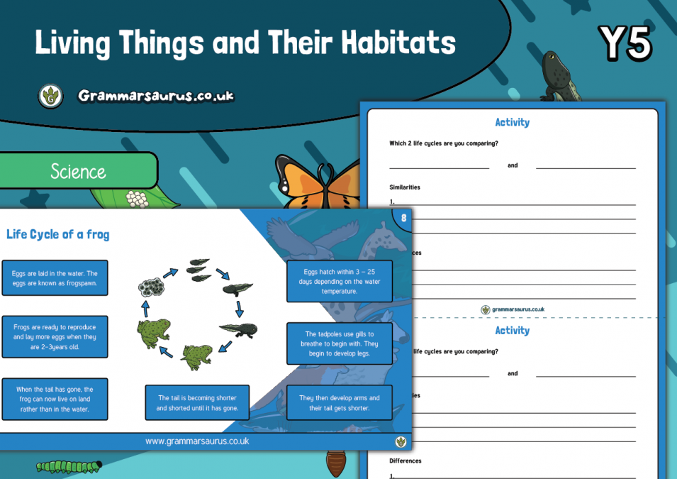 Year 5 Science - Living Things And Their Habitats - Life Cycles Of ...