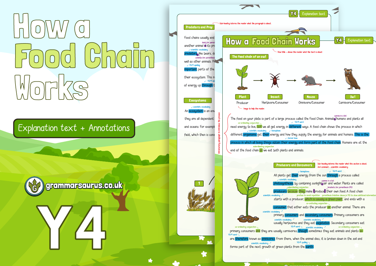 Year 4 Model Text - Explanation - How a Food Chain Works (🏴󠁧󠁢󠁳󠁣󠁴󠁿 P4  ,🇦🇺🇺🇸 3rd Grade & 🇮🇪 3rd class) - Grammarsaurus