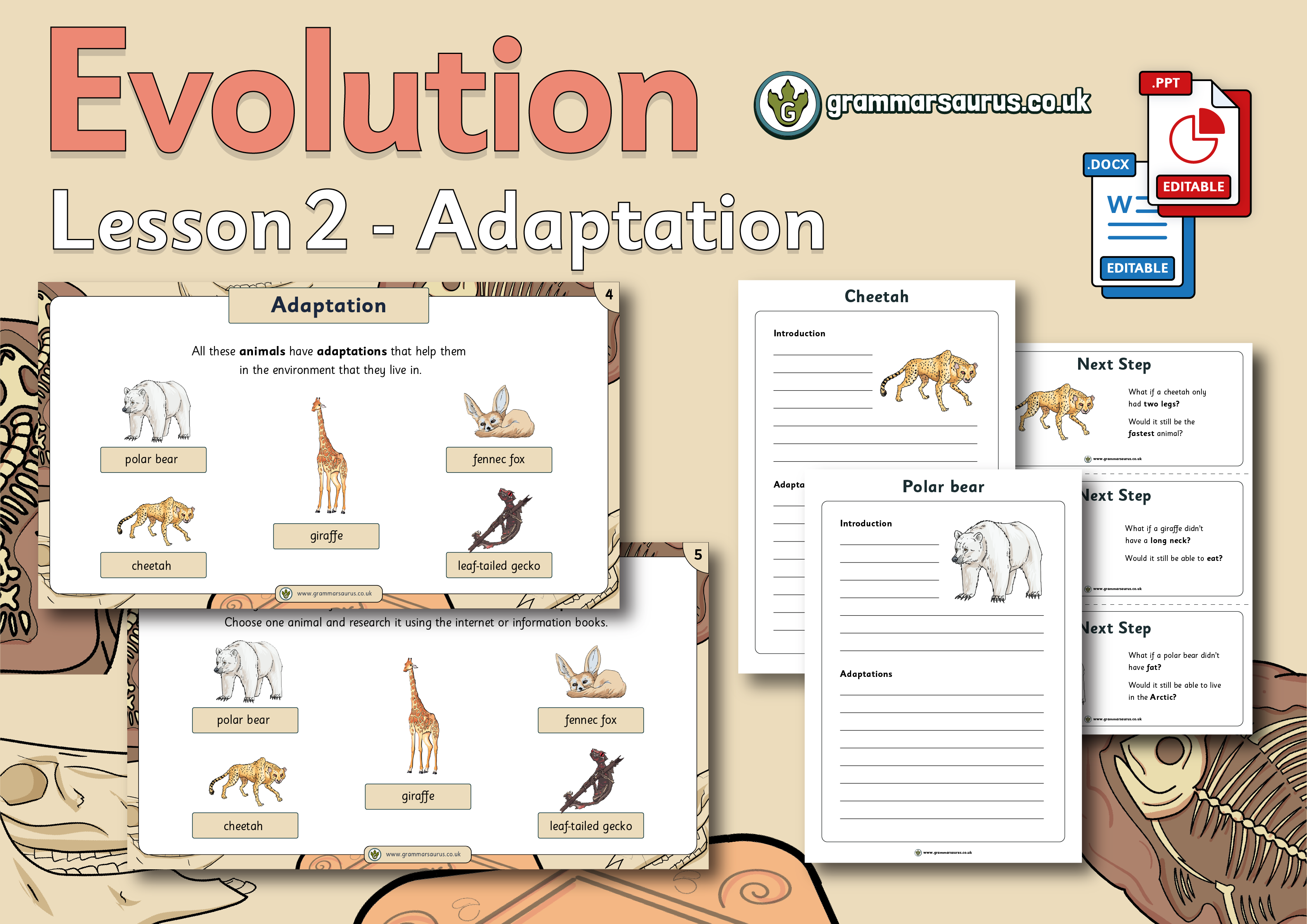 Year 6 Science - Evolution - Adaptation - Lesson 2 - Grammarsaurus