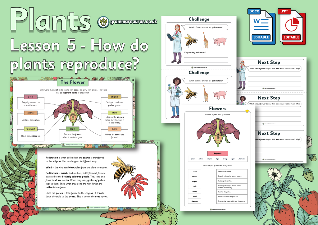 Year 3 Science - Plants - How do Plants reproduce? Lesson 5 - Grammarsaurus