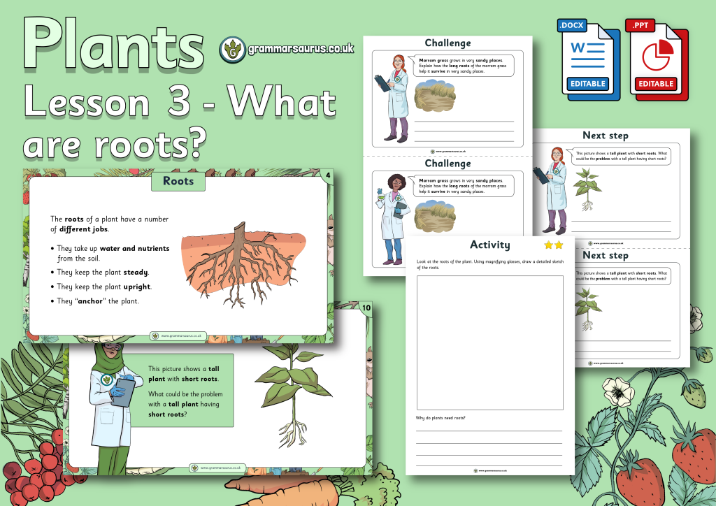 Year 3 Science Plants What Are Roots Lesson 3 Grammarsaurus 4866