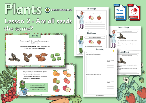 Year 2 Science - Plants - Are all seeds the same? Lesson 2 - Grammarsaurus