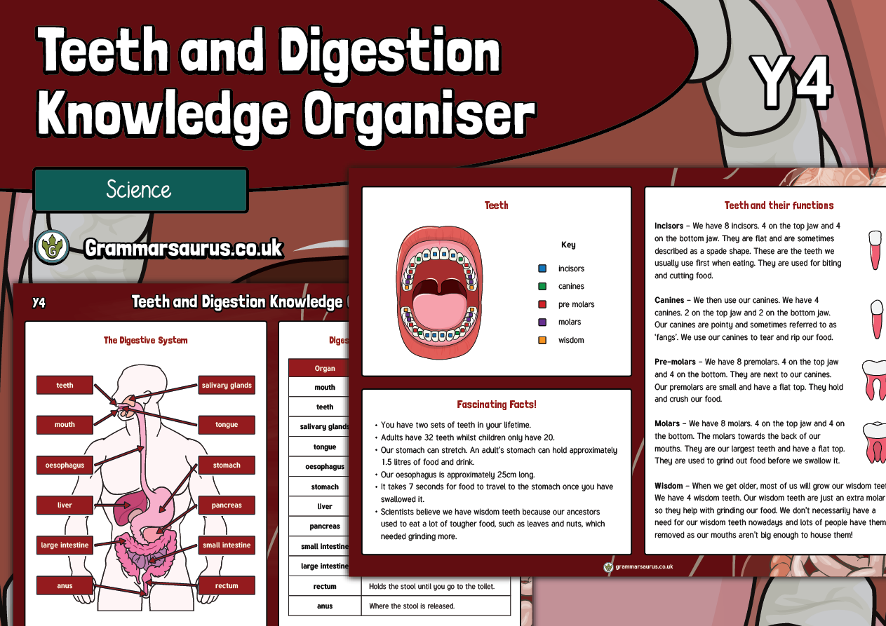 Teeth homework year 4 08 image