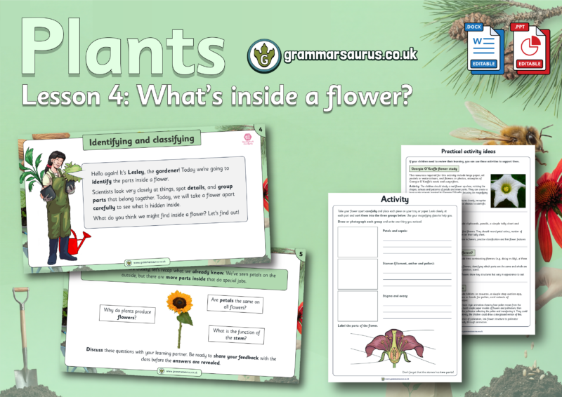 Year 3 Science - Plants - What's inside a flower? Lesson 4 - Grammarsaurus