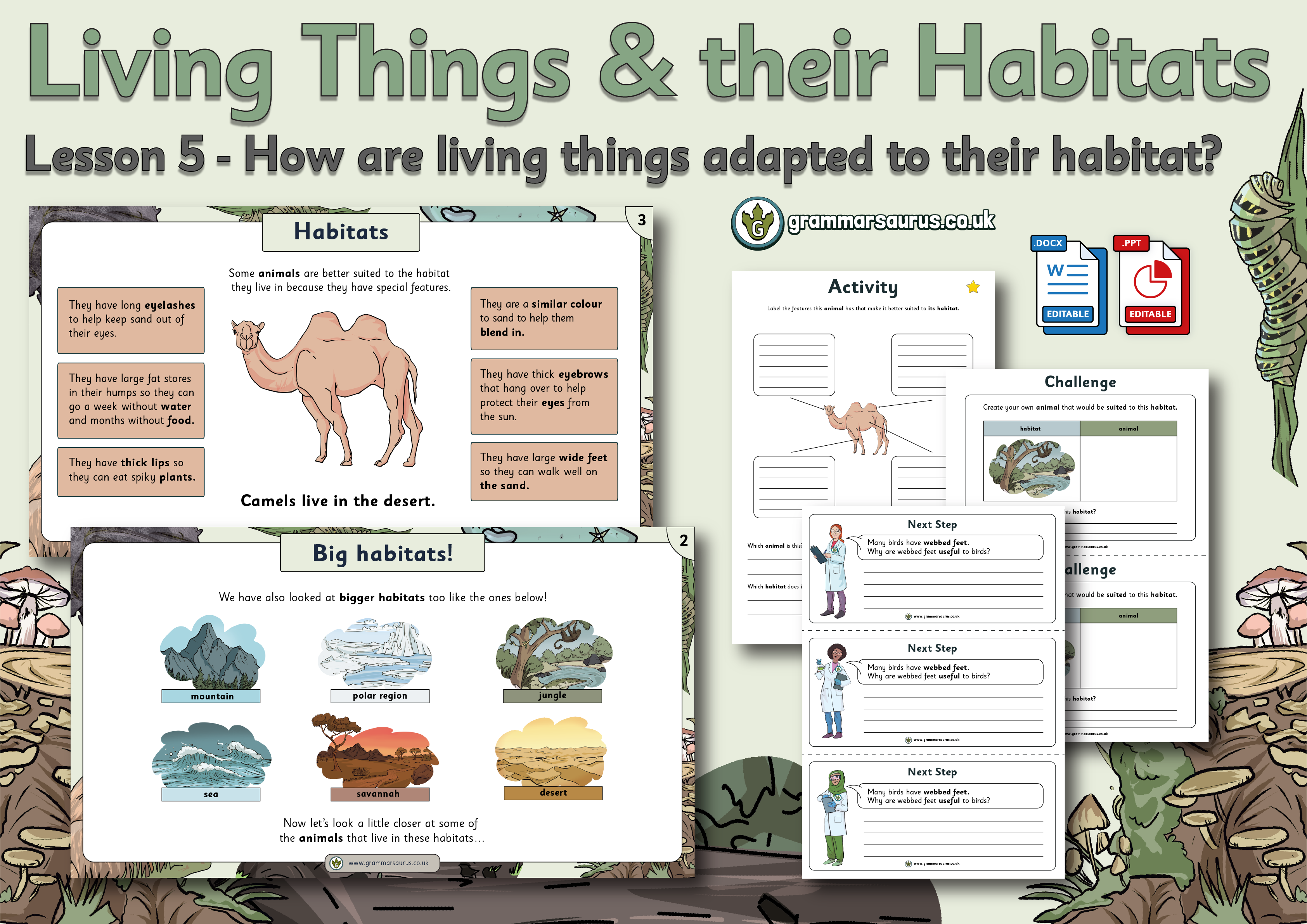 Year 2 Science - Living Things and their Habitats - How are living things  adapted to their habitat? Lesson 5 - Grammarsaurus