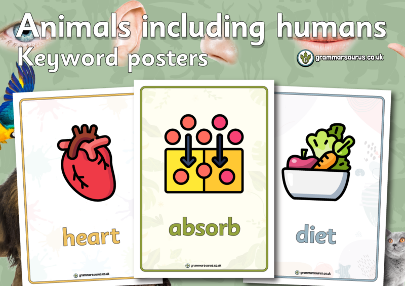 Year 6 Science – Animals including humans – Keyword posters - Grammarsaurus