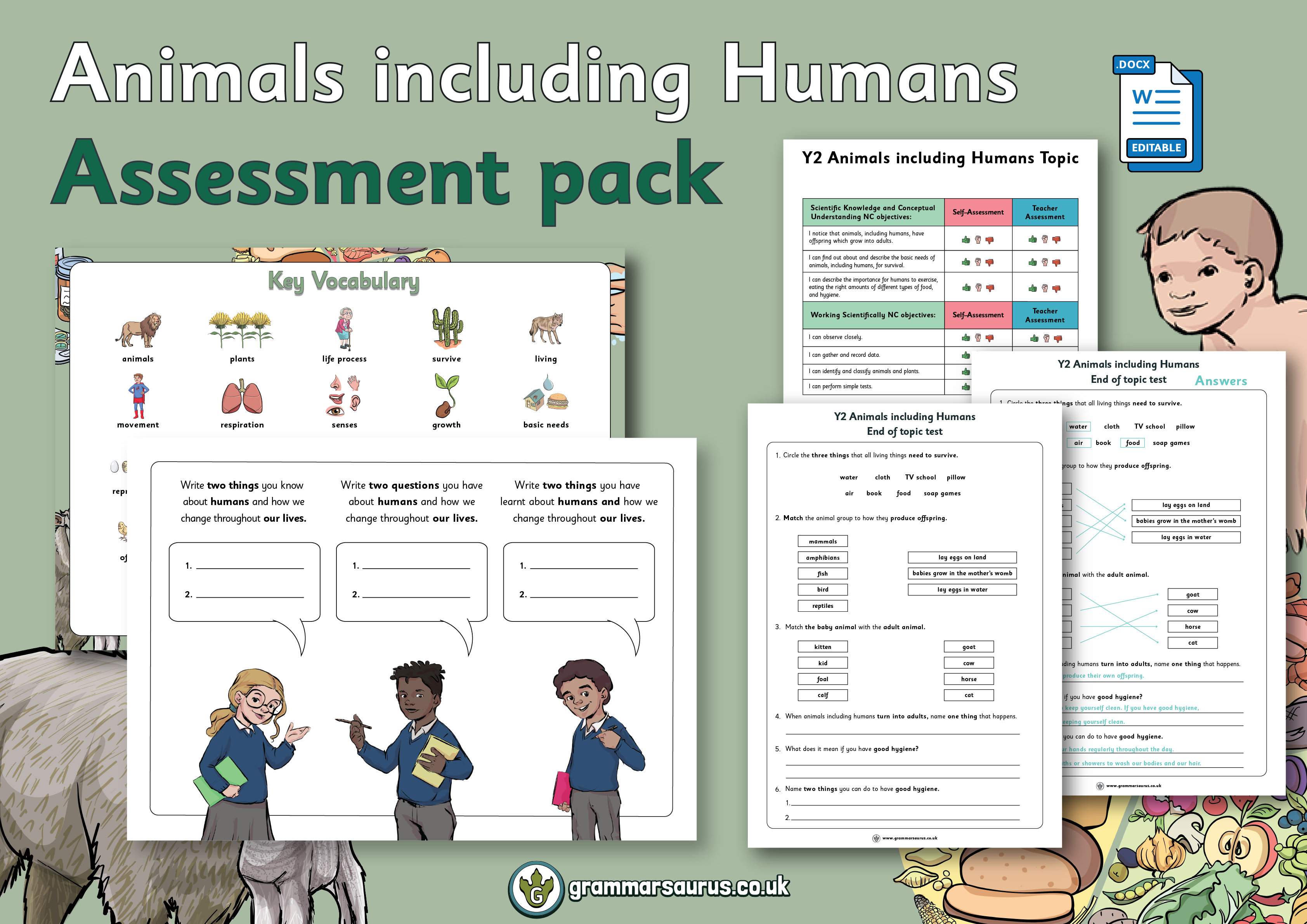 Year 2 Science - Animals including Humans - Assessment Pack - Grammarsaurus