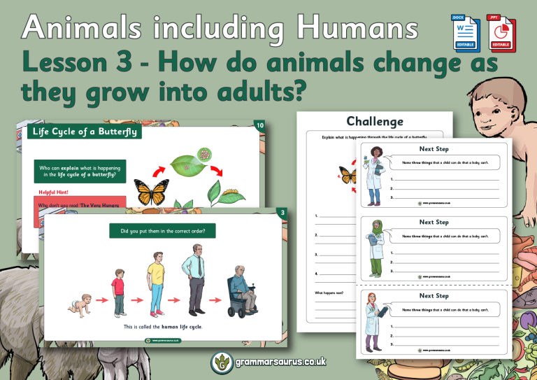 Year 2 Science Animals including Humans How do animals change as