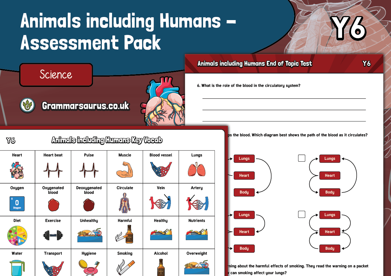 year-6-animals-including-humans-assessment-pack-grammarsaurus