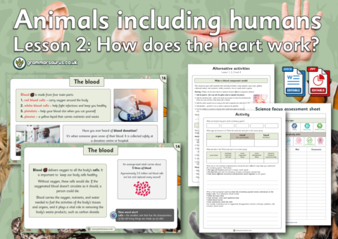 Year 6 Science - Animals including humans – How does the heart work ...