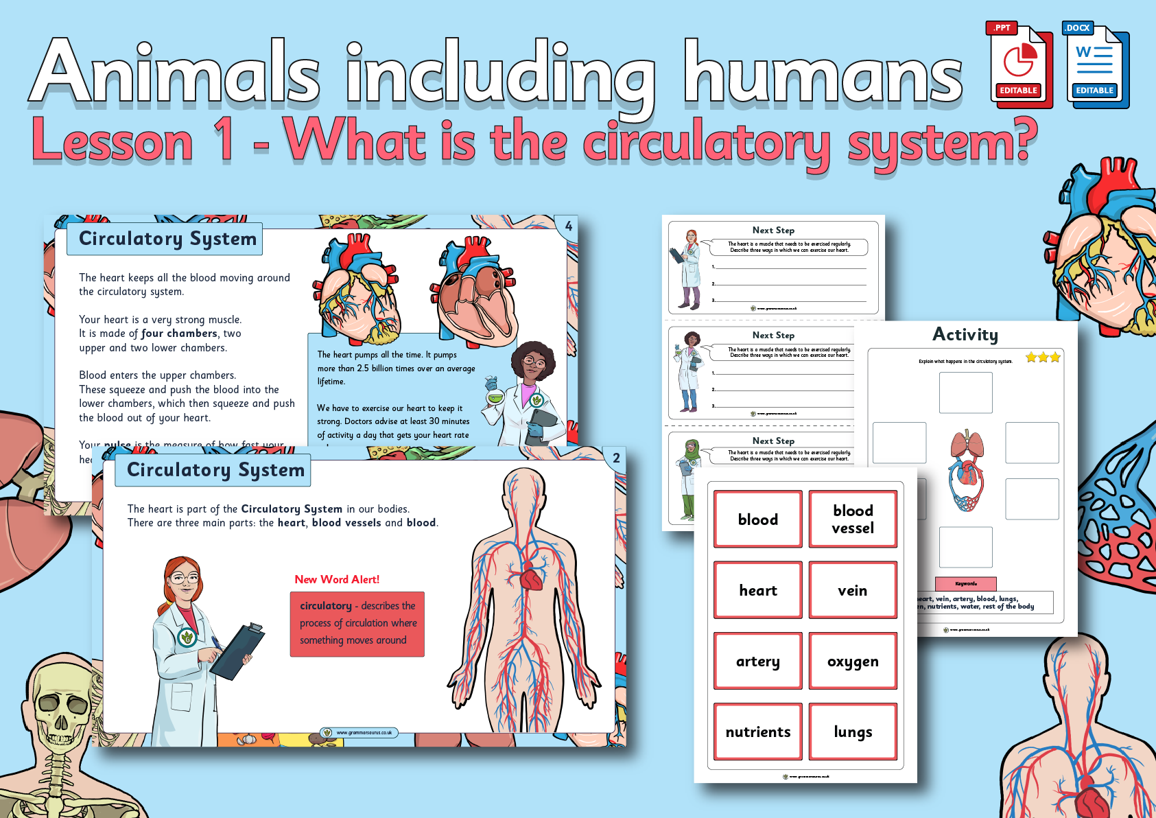 Year 6 Science - Animals including Humans - What is the circulatory system  - Lesson 1 - Grammarsaurus