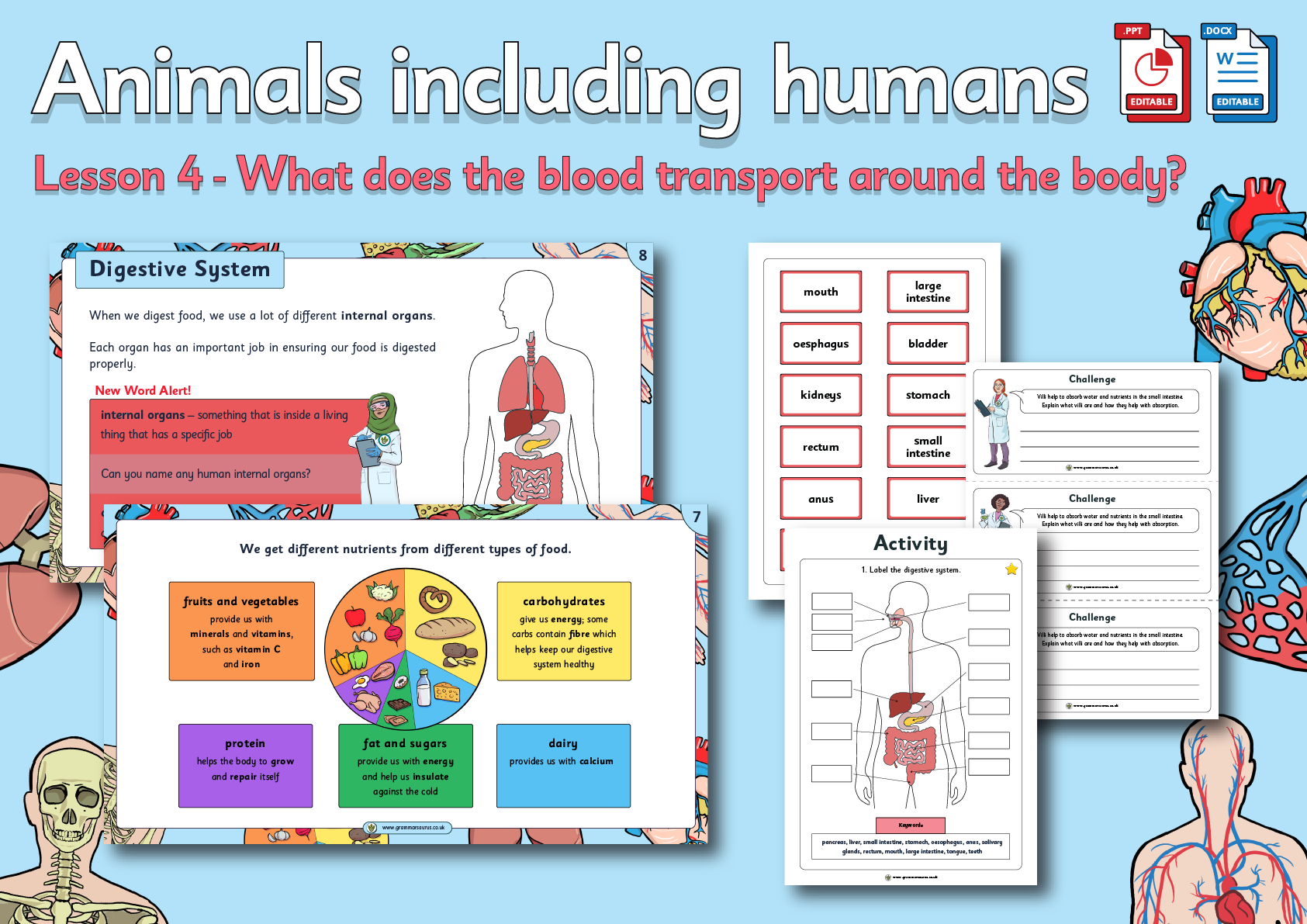 year-6-science-animals-including-humans-what-does-the-blood