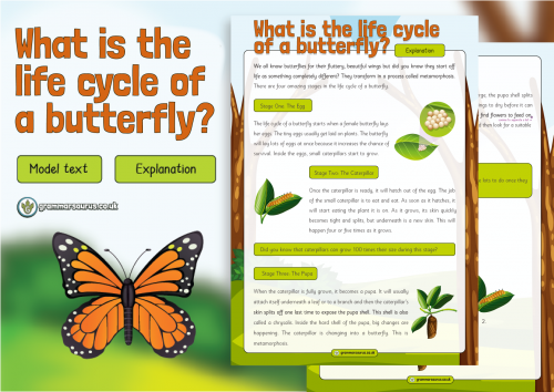 Year 2 Model Text – Explanation – Life Cycle of a Butterfly ( gbsct P2 ...