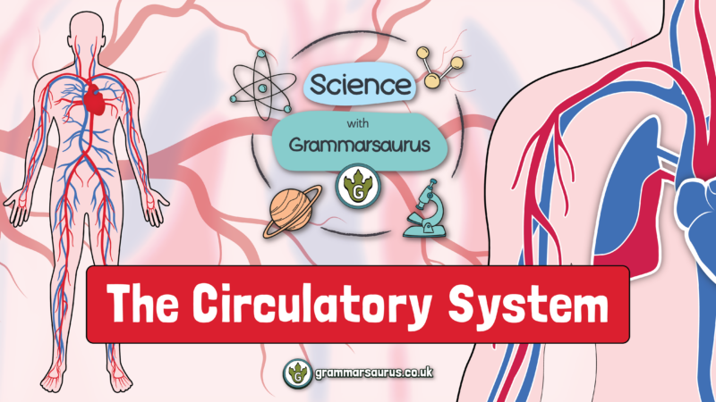 Science with Grammarsaurus - The Circulatory System - Grammarsaurus