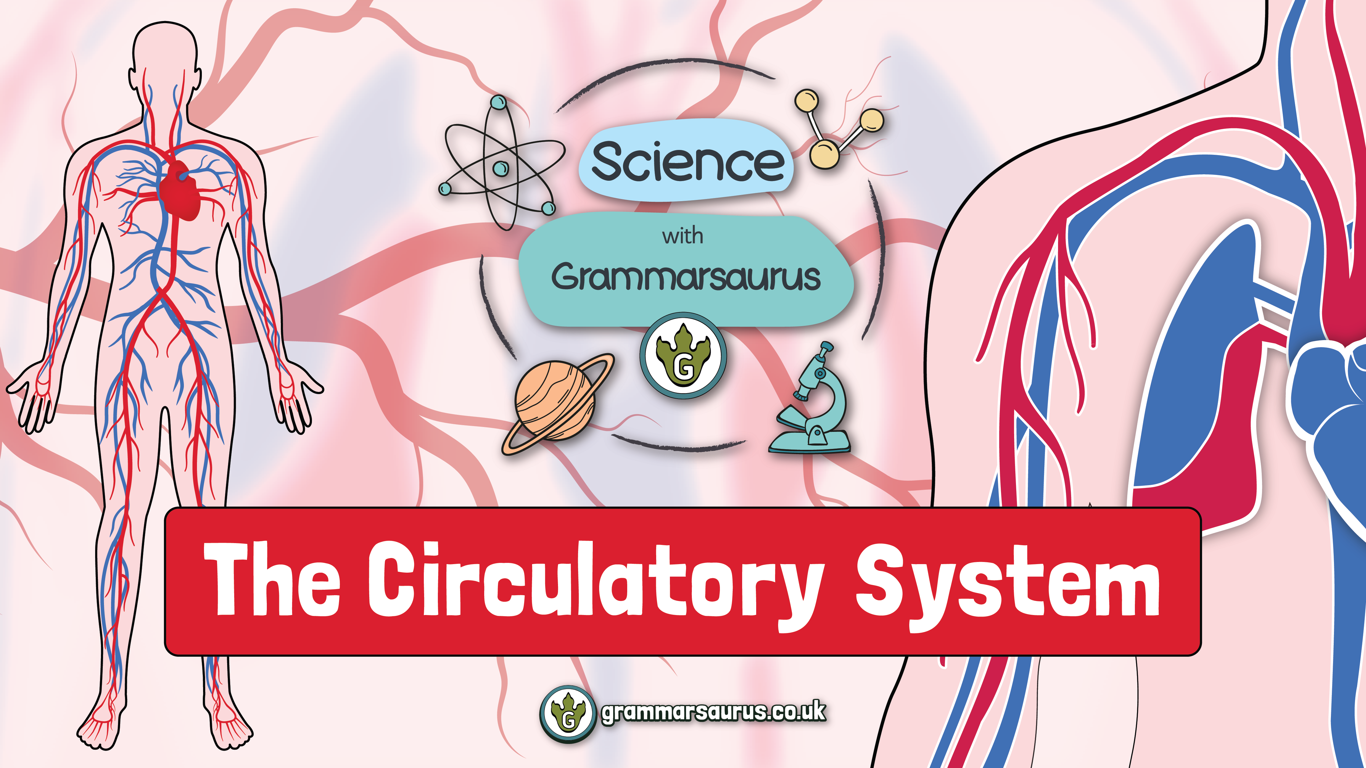 Science with Grammarsaurus The Circulatory System Grammarsaurus