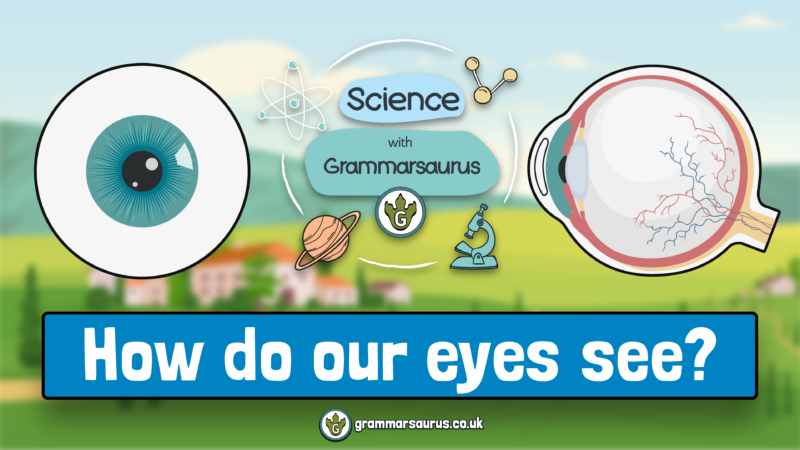 Science with Grammarsaurus – How Do Our Eyes See? - Grammarsaurus