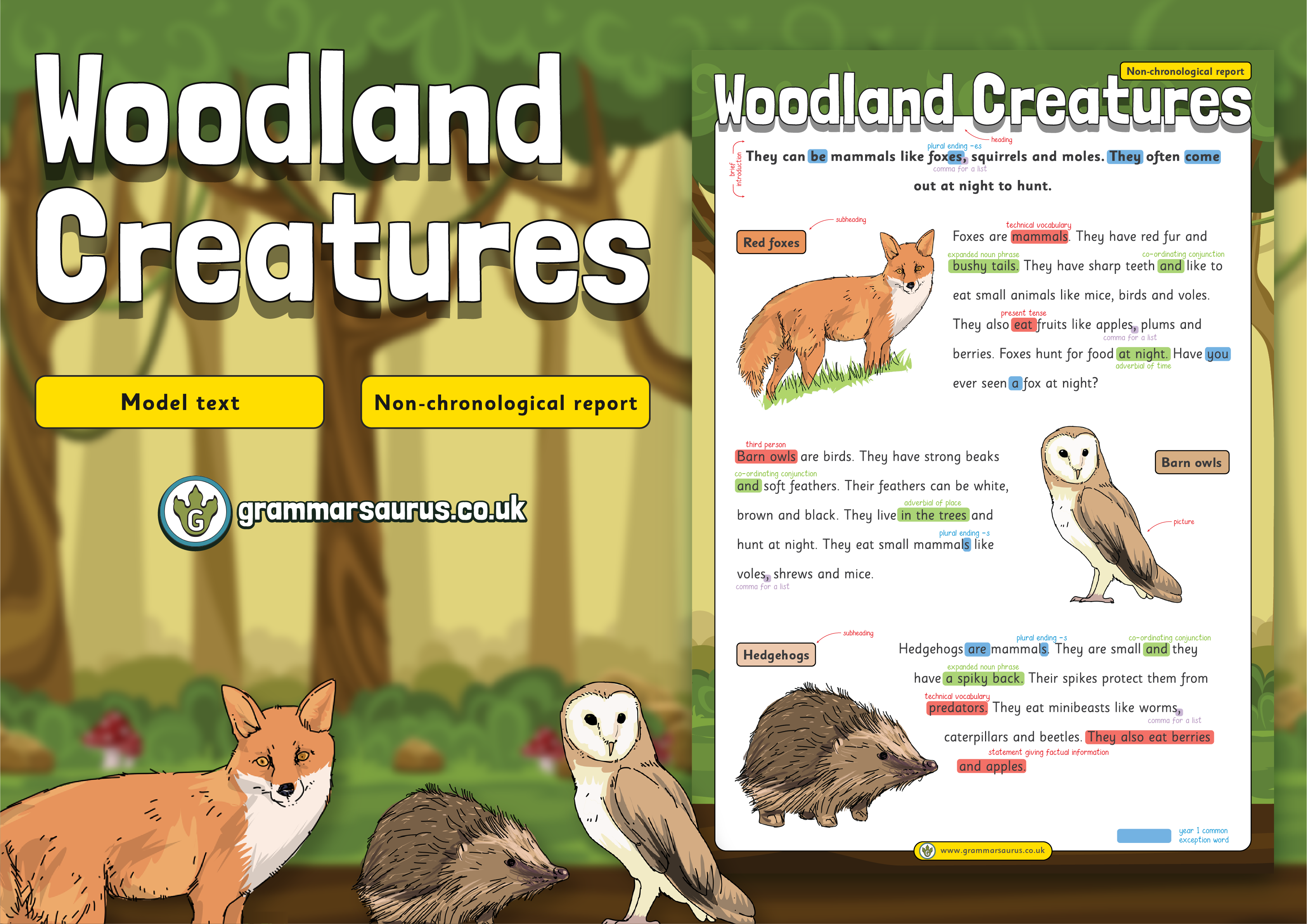 Year 1 Model Text - Non-chronological report - Woodland Creatures  (🏴󠁧󠁢󠁳󠁣󠁴󠁿 P1, 🇦🇺🇺🇸 Kindergarten & 🇮🇪 Senior infants) -  Grammarsaurus