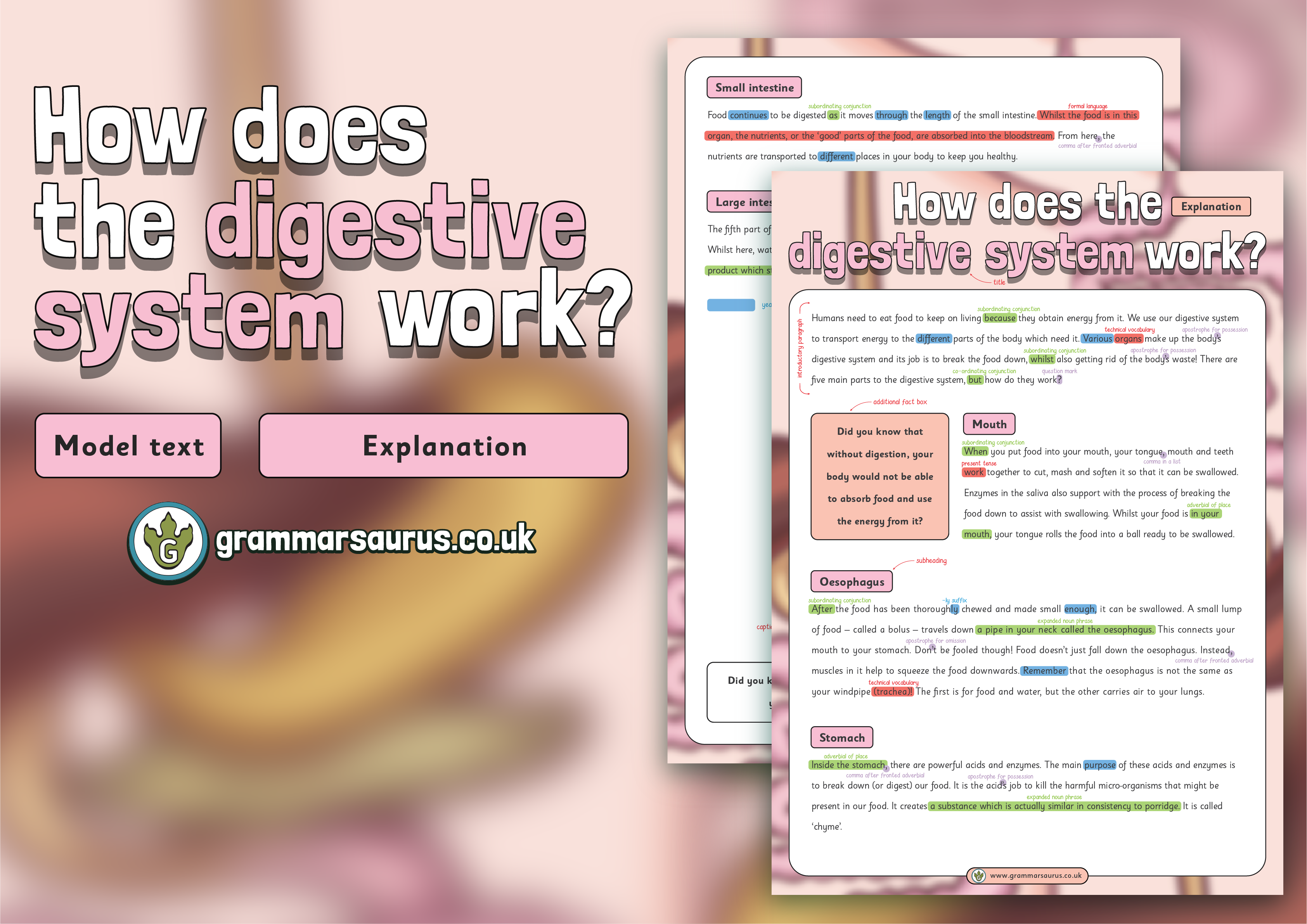 digestive system paragraph