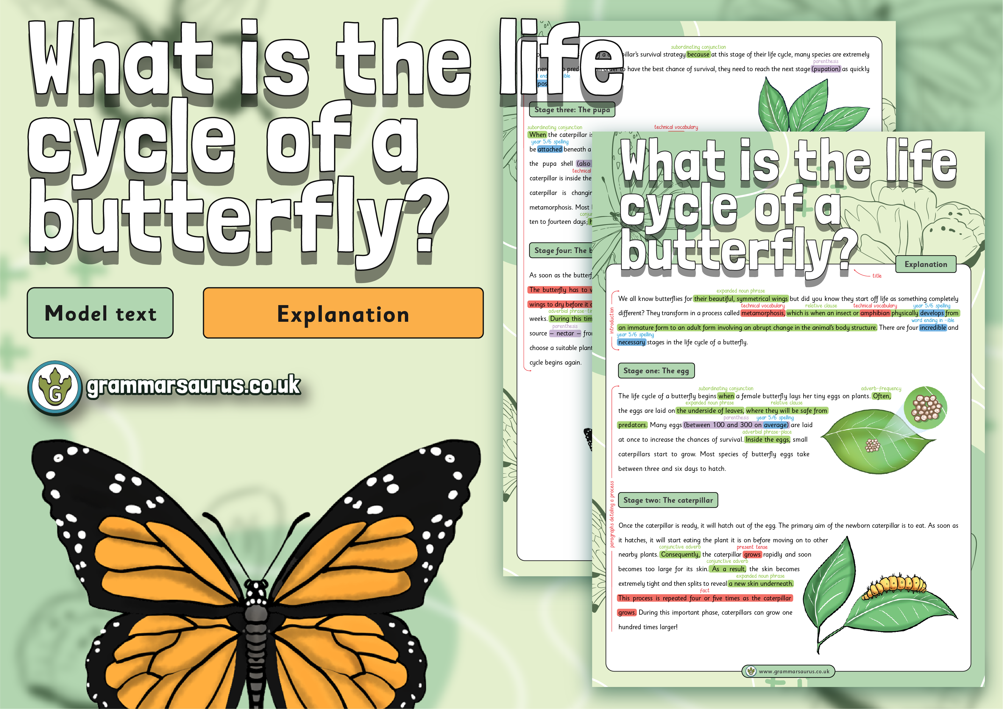 year-5-model-text-explanation-what-is-the-life-cycle-of-a-butterfly