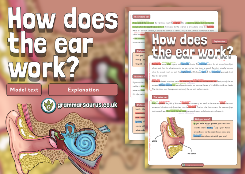 Ear Small Paragraph Year 4 Model Text – Explanation - How does the ear work? - Grammarsaurus