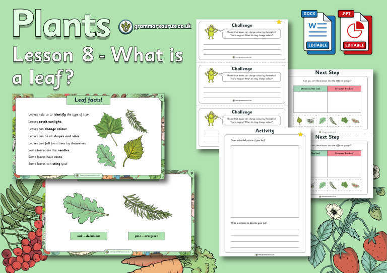 Year 1 Science - Plants - What is a leaf? Lesson 8 - Grammarsaurus