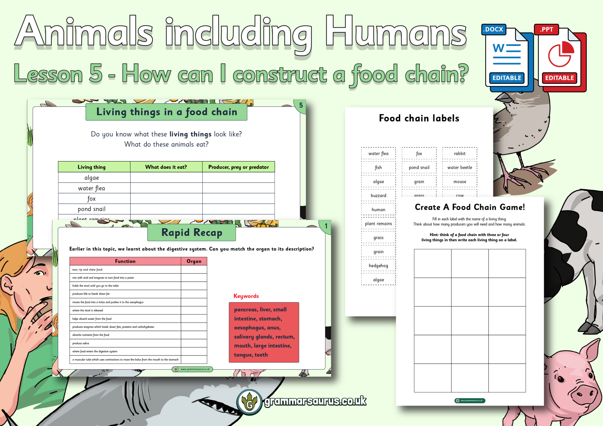 Year 4 Science Animals including Humans How can I construct a food