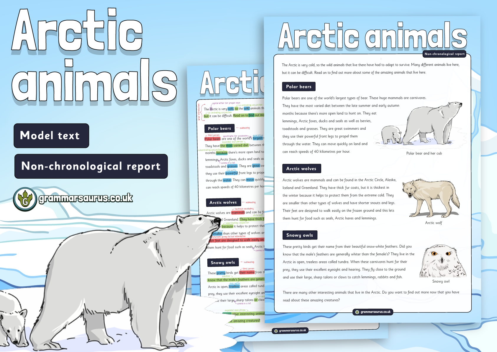 Year 2 Model Text - Non-chronological report – Arctic animals  (🏴󠁧󠁢󠁳󠁣󠁴󠁿 P2 ,🇦🇺🇺🇸 Grade 1& 🇮🇪 First Class) - Grammarsaurus
