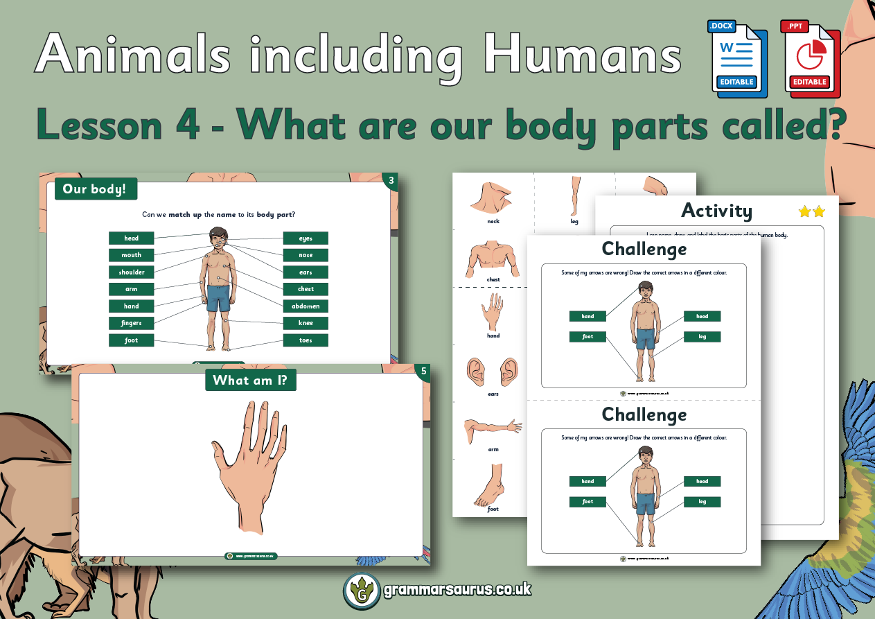 Year 1 Science - Animals including Humans - What are our body parts called?  Lesson 4 - Grammarsaurus