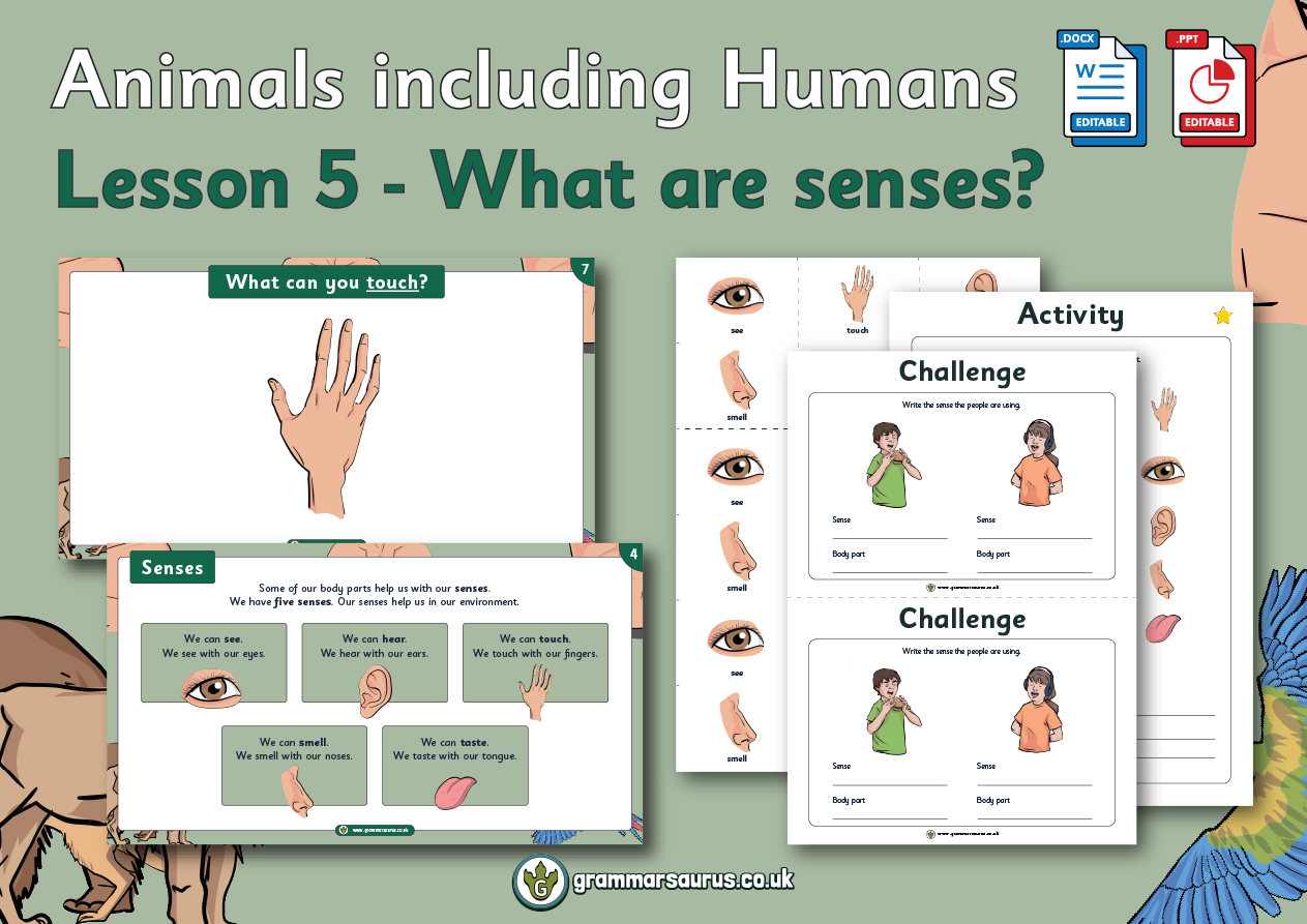 Year 1 Science - Animals including Humans - What are senses? Lesson 5 -  Grammarsaurus