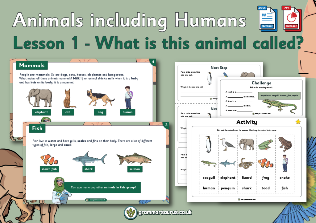 Year 1 Animals Including Humans - Grammarsaurus