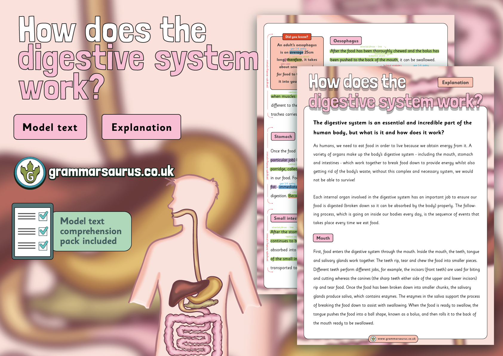 Year 6 Model Text Explanation How Does The Digestive System Work Gbsct P6 Grade 5 5th 