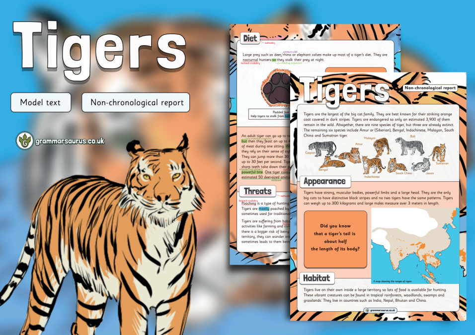 Year 2 Model Text - Non-chronological report - Tigers (🏴󠁧󠁢󠁳󠁣󠁴󠁿 P2,  🇦🇺🇺🇸 Grade 1 & 🇮🇪 First class) - Grammarsaurus