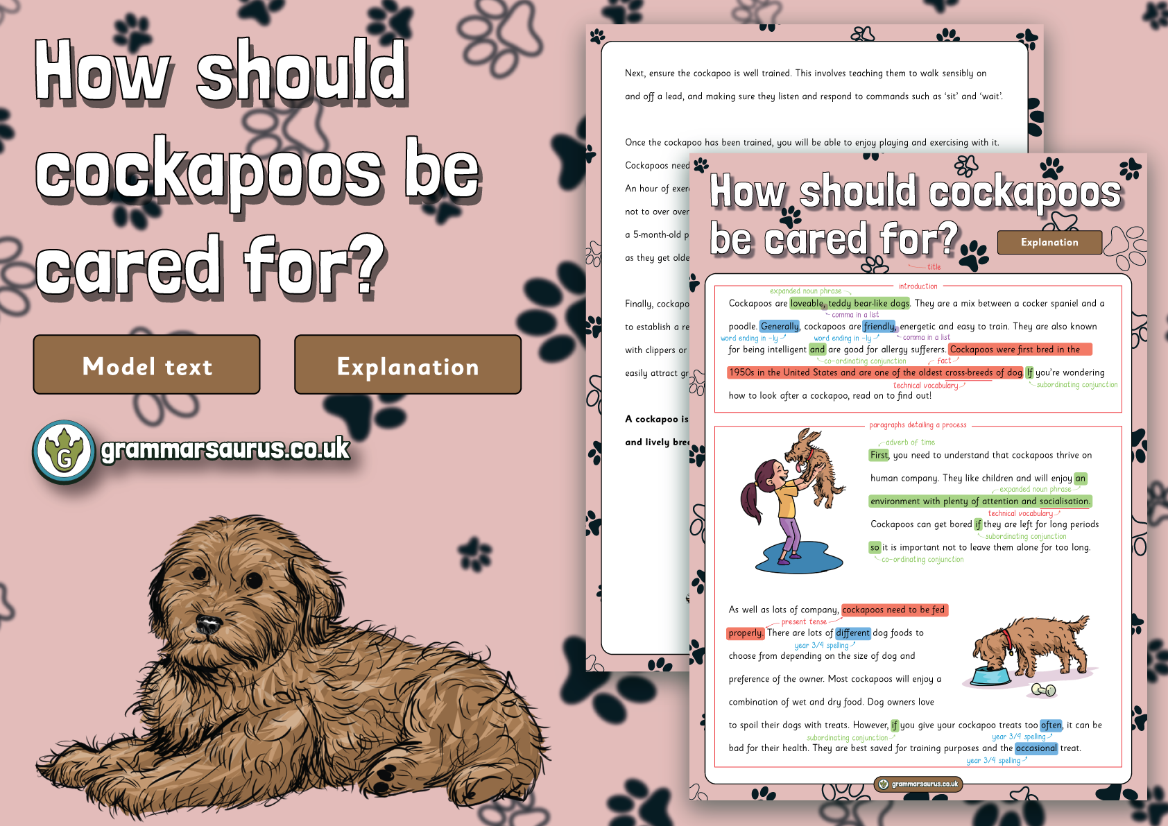 Year 3 Model Text – Explanation – How should cockapoos be cared for ...