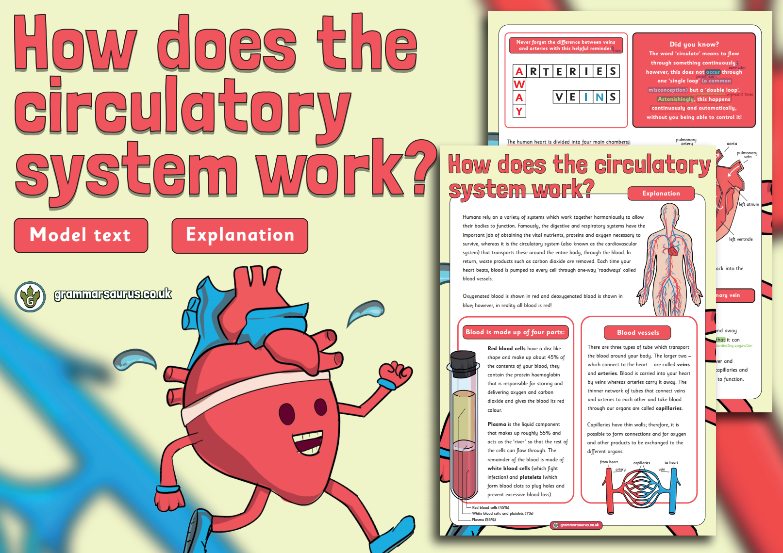 year-6-model-text-explanation-how-does-the-circulatory-system-work