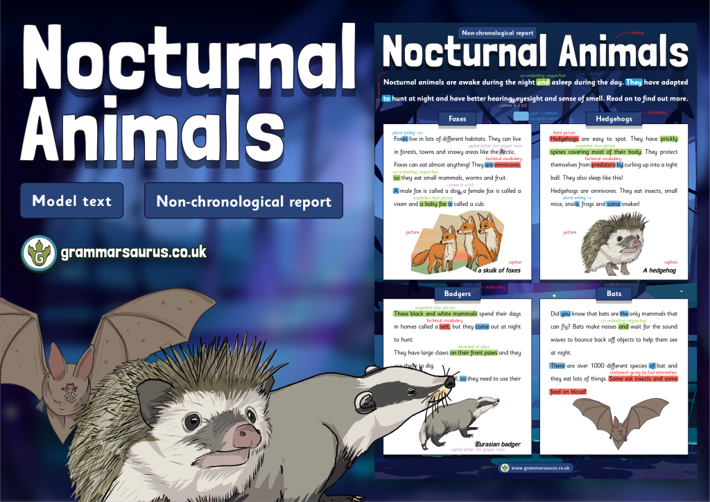 Year 1 Model Text – Non-chronological report – Nocturnal Animals  (🏴󠁧󠁢󠁳󠁣󠁴󠁿 P1, 🇦🇺🇺🇸 Kindergarten & 🇮🇪 Senior infants) -  Grammarsaurus
