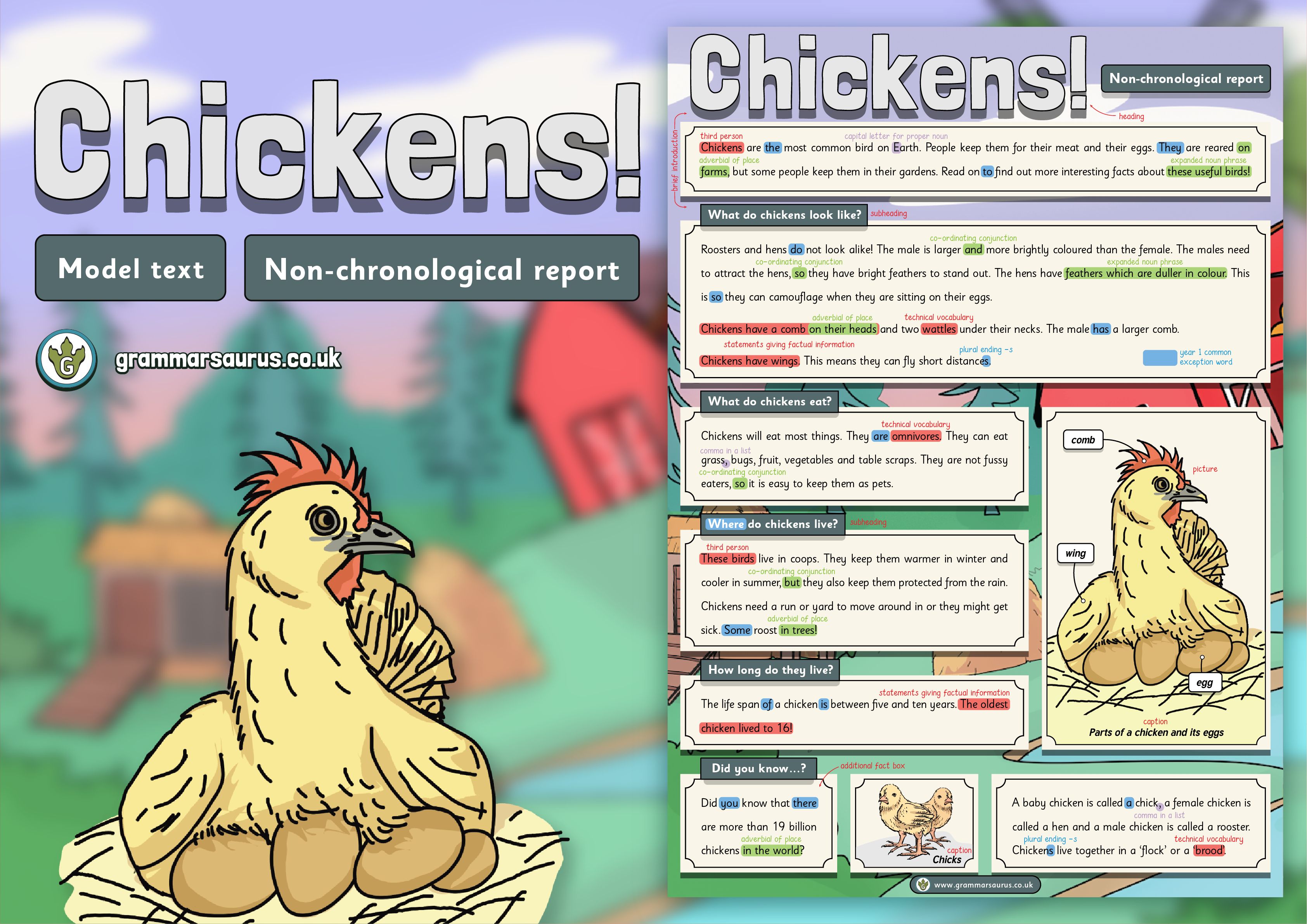 Year 1 Model Text – Non-chronological report – Chickens! - Grammarsaurus