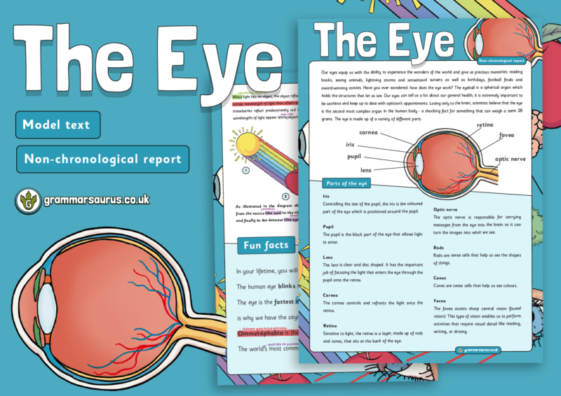 Year 6 Model Text – Non-chronological report – The Eye - Grammarsaurus