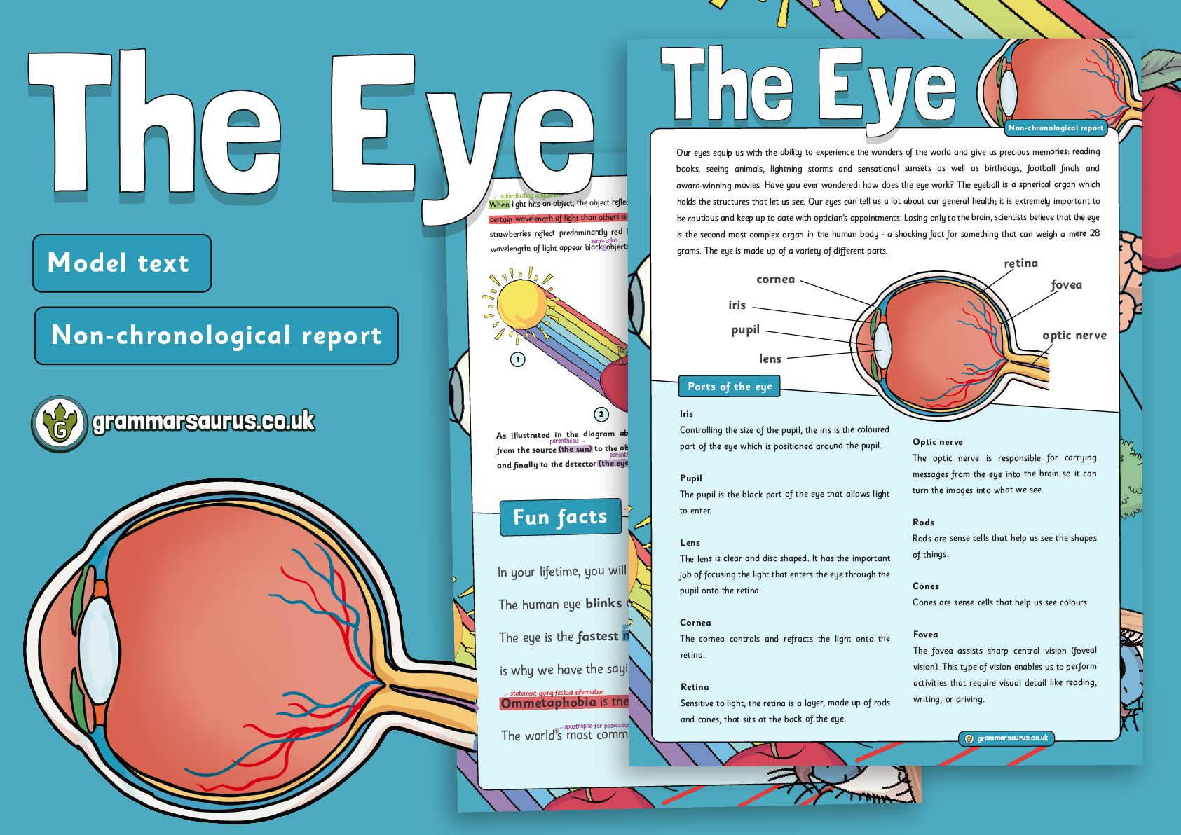 Year 6 Model Text – Non-chronological report – The Eye ( gbsct P6 ...