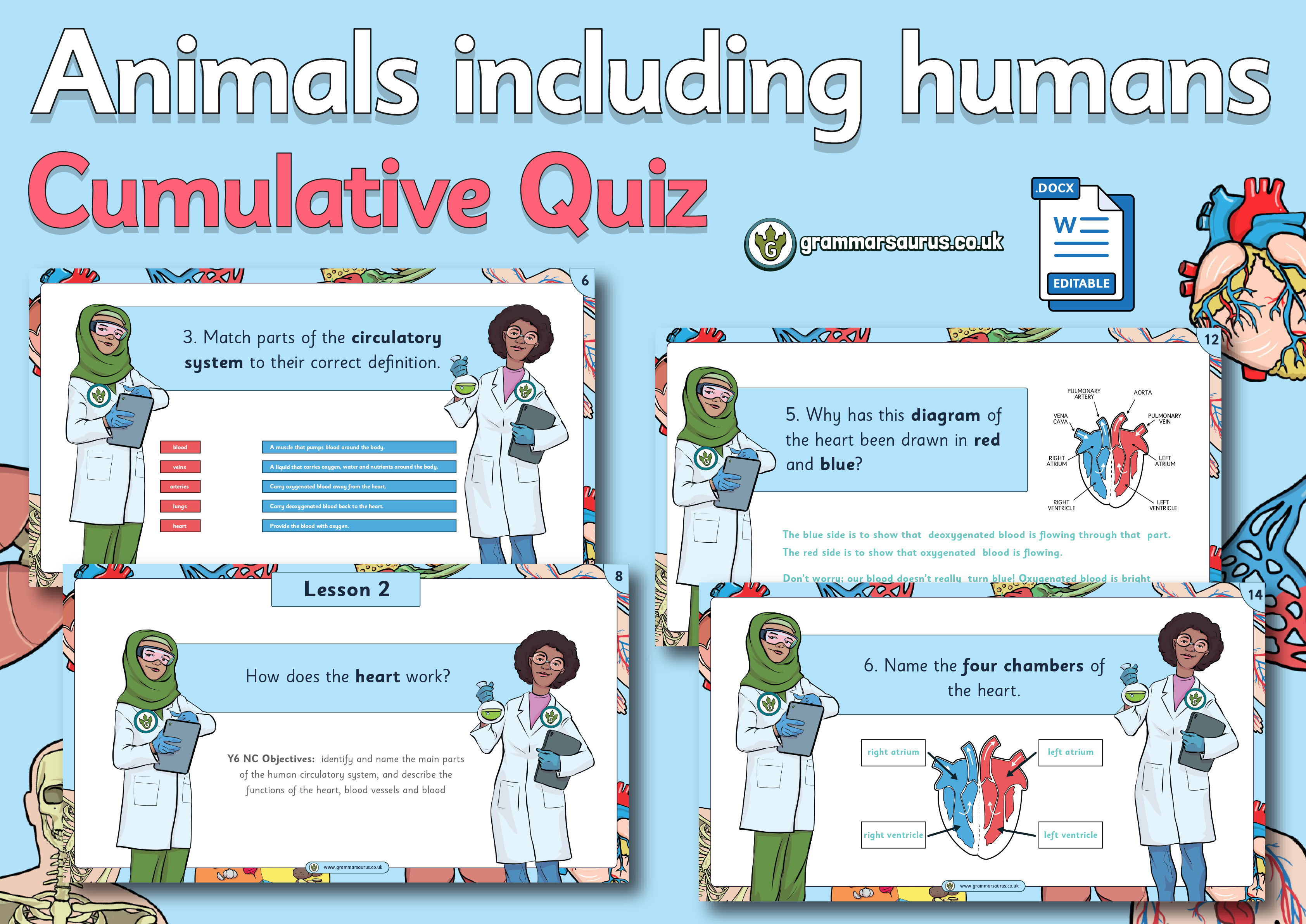 Year 6 Science – Animals including humans – Cumulative Quiz - Grammarsaurus